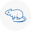 Rat Control Middleton