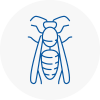 Middleton Wasp Nest Removal